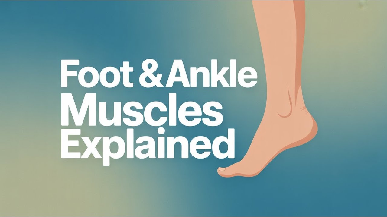 Anatomy of the Foot & Ankle — Part 5 | Muscle Function & Movement Mechanics