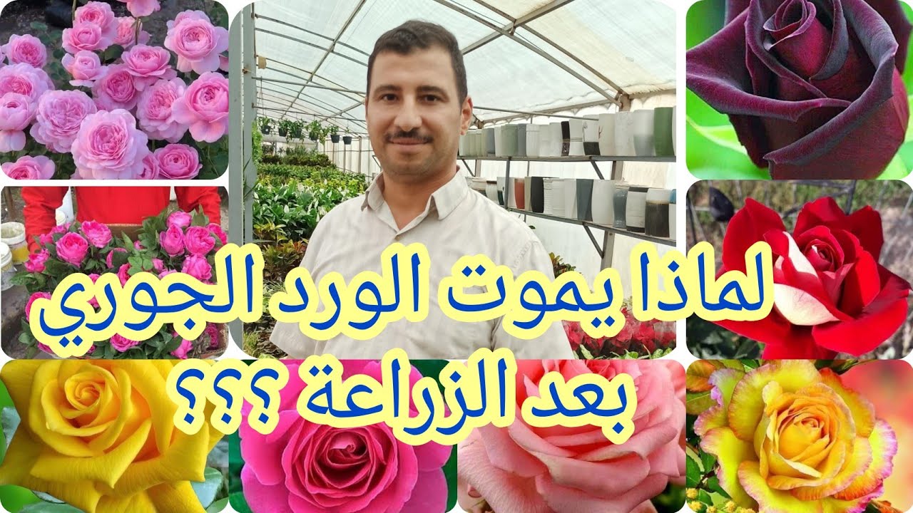 لماذا يموت الورد الجوري بعد الزراعة  اسرار زراعة الورد الجوري بالاخص زراعته بالسنادين