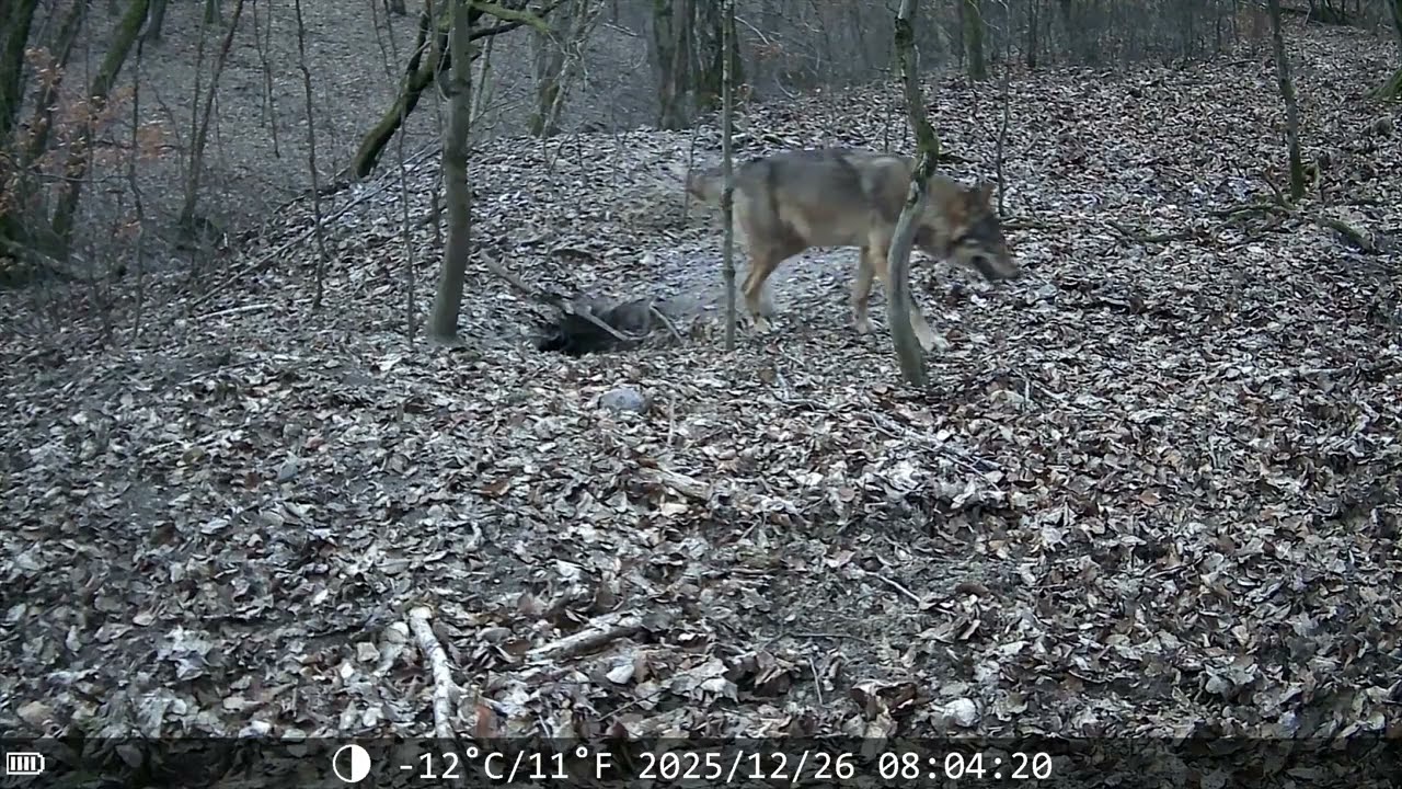 Wildkamera Teil 2