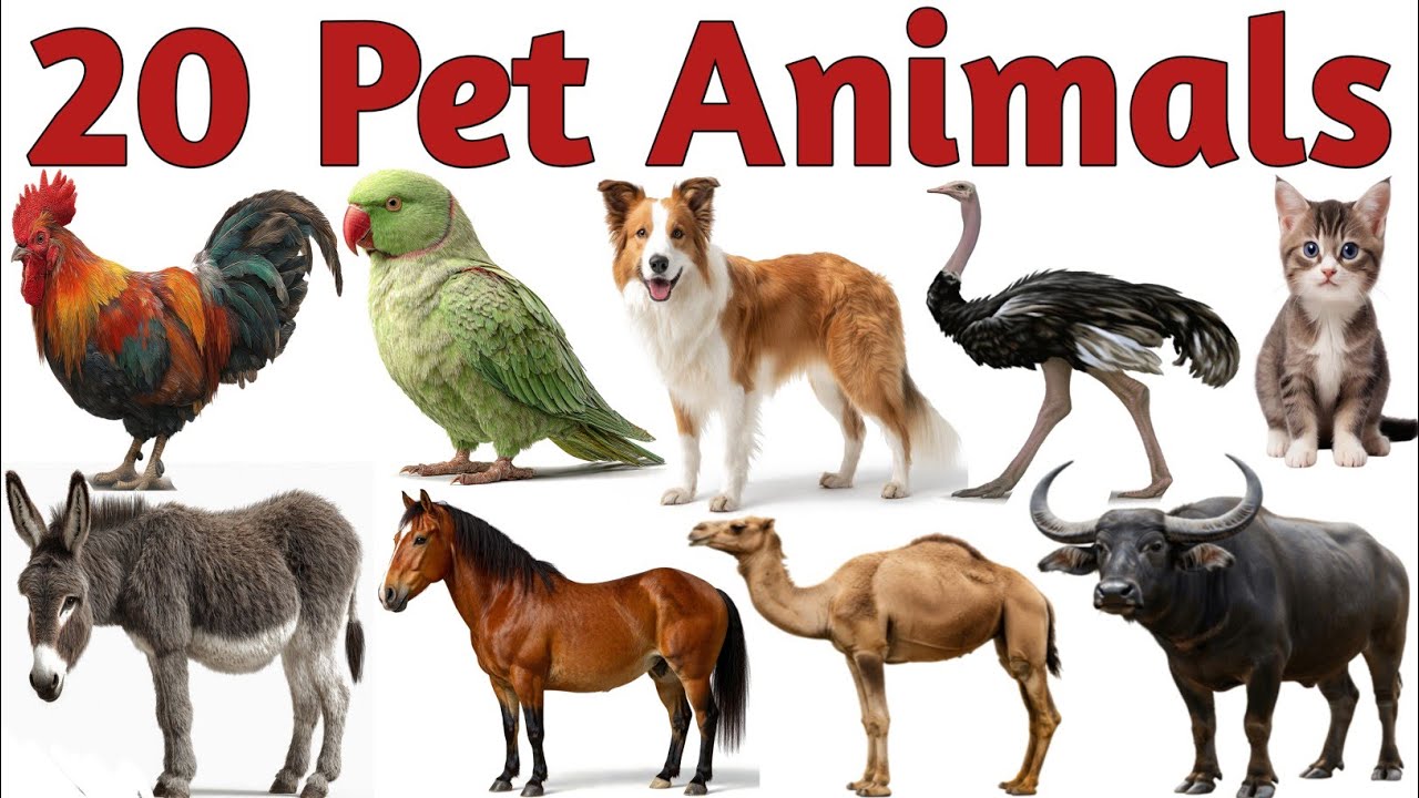20 Pet Animals Names in Hindi & English | Cute Dogs Cats Cow Parrot | Kids Learning Animals Video