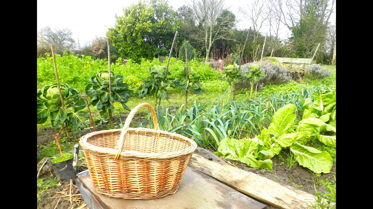 Récolte de légumes d'hiver dans mon potager le 11 janvier 2026 du jardin à l'assiette