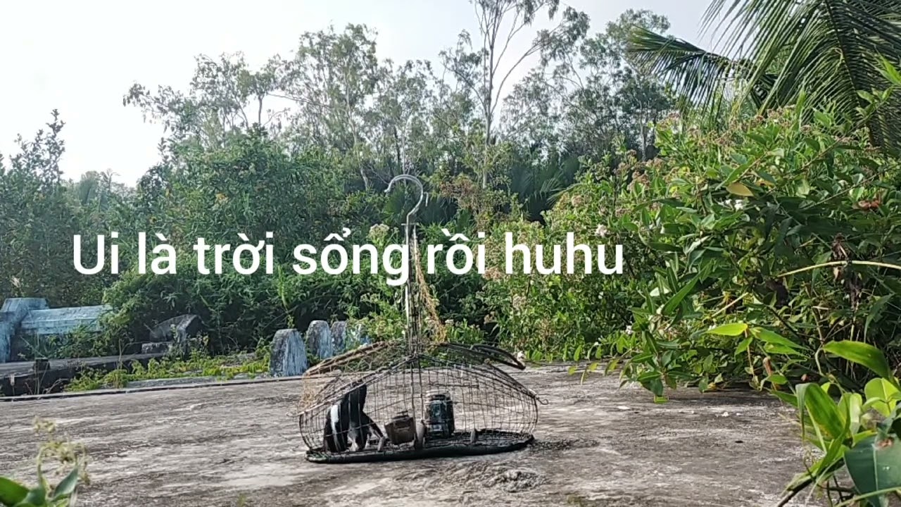 Bẫy chòe than...MG đụng độ bổi to dài đẹp chơi quá khét 2 kèo mới lập công tập 15...