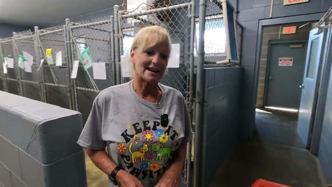 A Day In The Life - Animal Shelter Volunteer