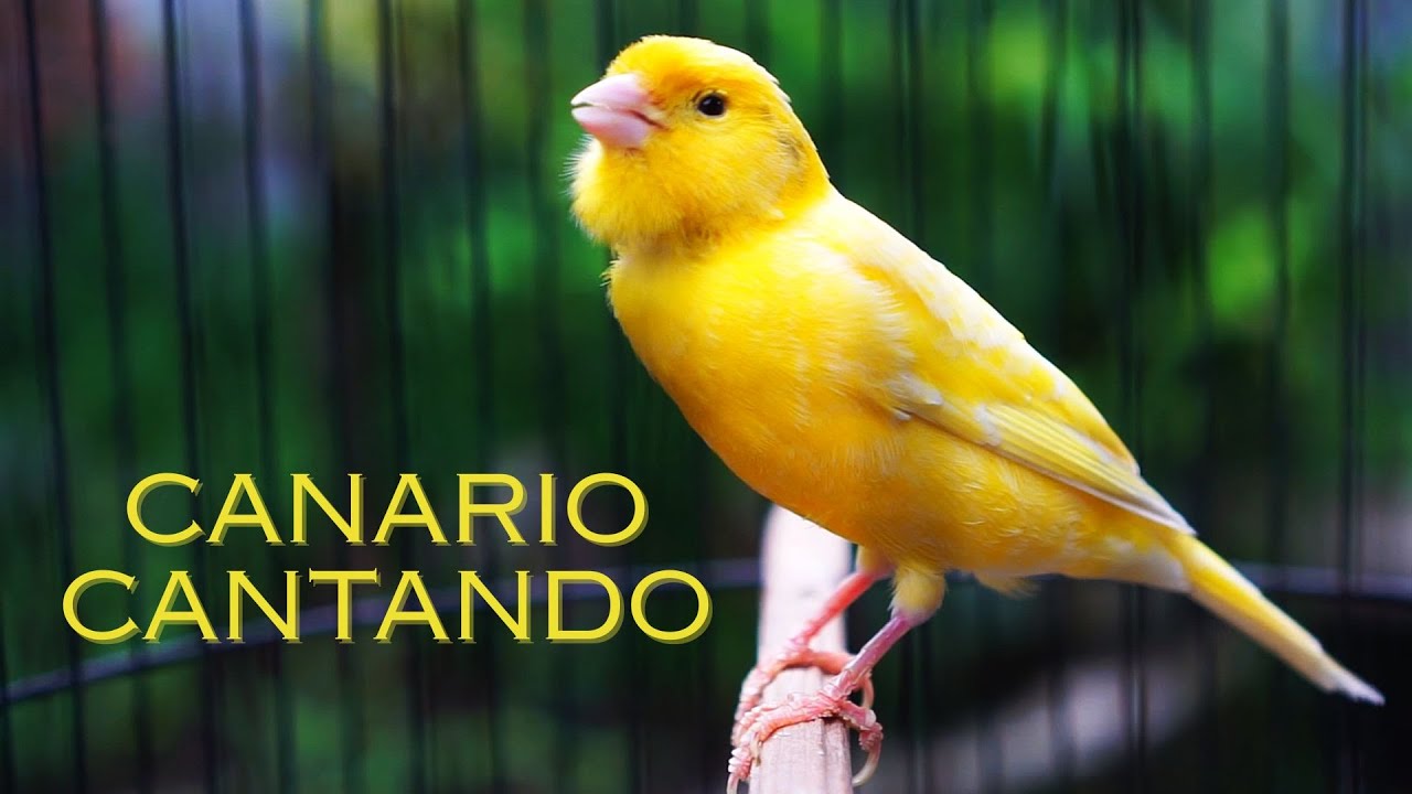 Canário Belga Cantando Muito: O Melhor Canto para Treinar seu Pássaro