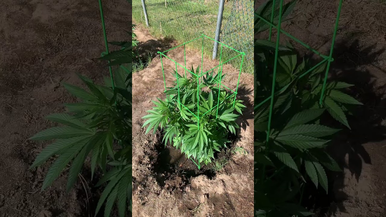 Wedding Cake June 11 #cannabiseducation #gardening