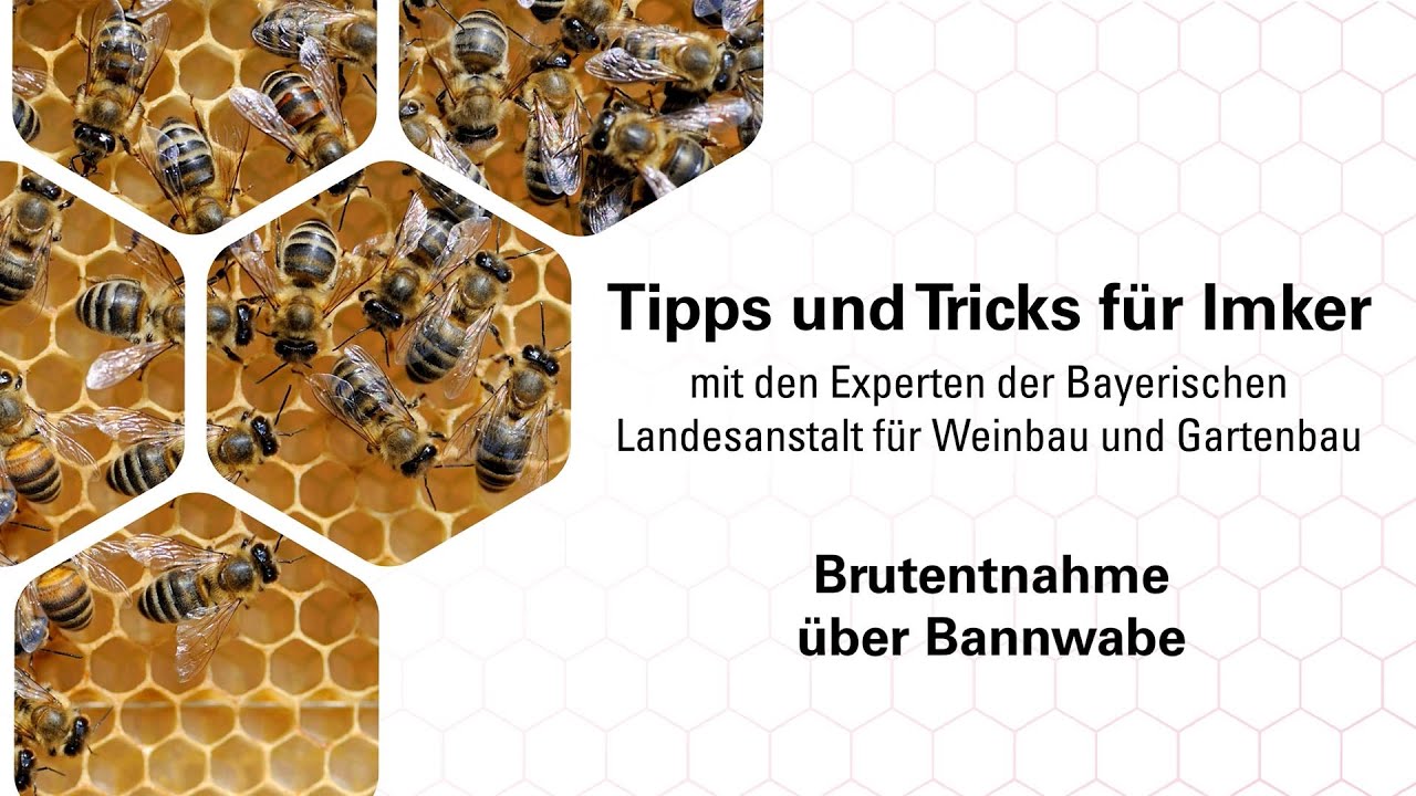 Imkerpraxis: Varroareduktion durch Einsatz einer Bannwabe