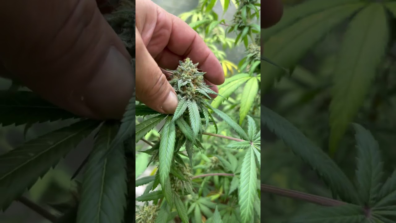 Cannabis Clone Grow Day 71 of the Grow Day 43 of Flower #cannabiseducation #sourdiesel #chemdog