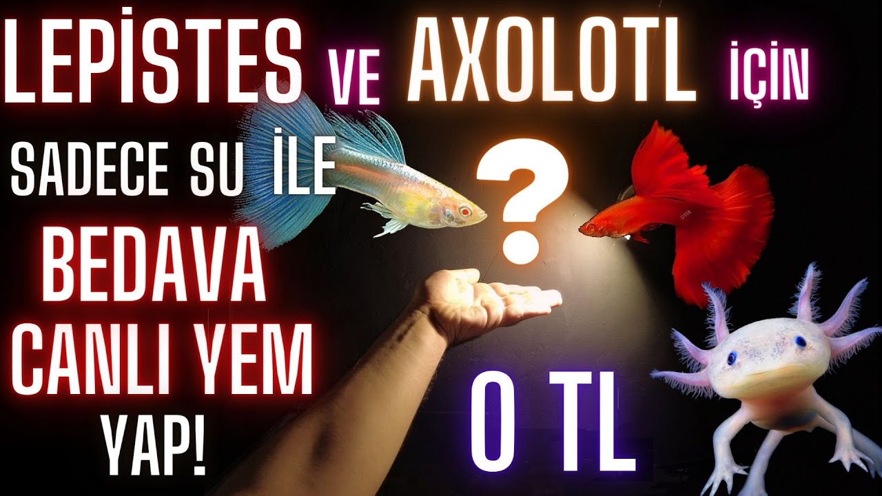 LEPİSTES İÇİN 0TL CANLI YEM YAP! SADECE SU İLE!