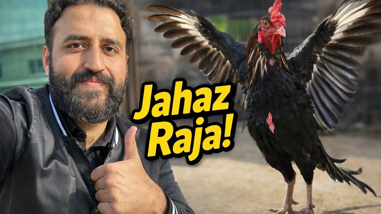 Raja Gee Jahaz Ban Gaye ✈️