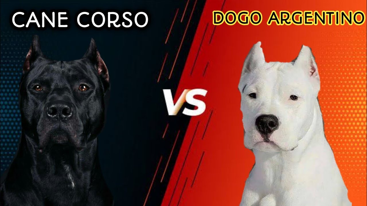 Cane Corso VS Dogo Argentino-Comparision 
