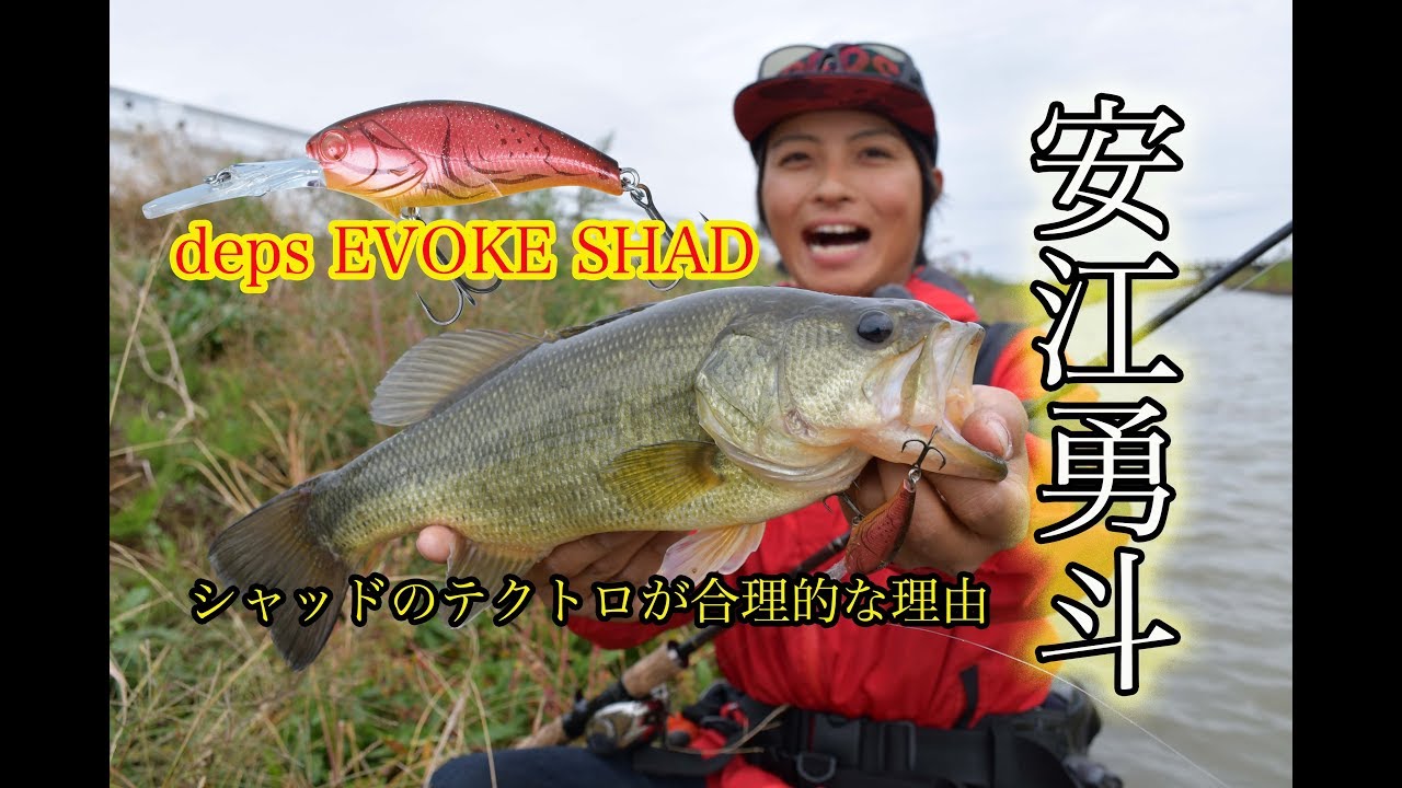 【安江勇斗】シャッドのテクトロが合理的な理由