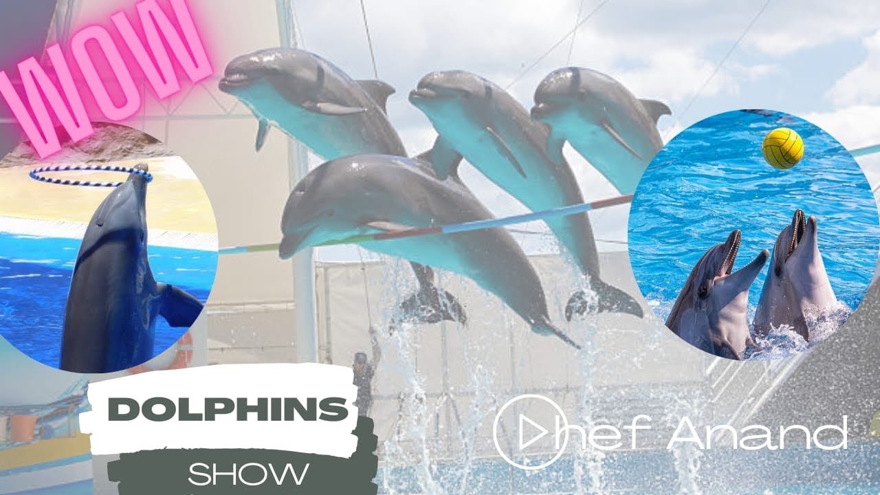 Dolphin Show In Dubai | டால்பின் | Dubai Creek park  | indoor attractions in UAE |Dubai Dolphinarium
