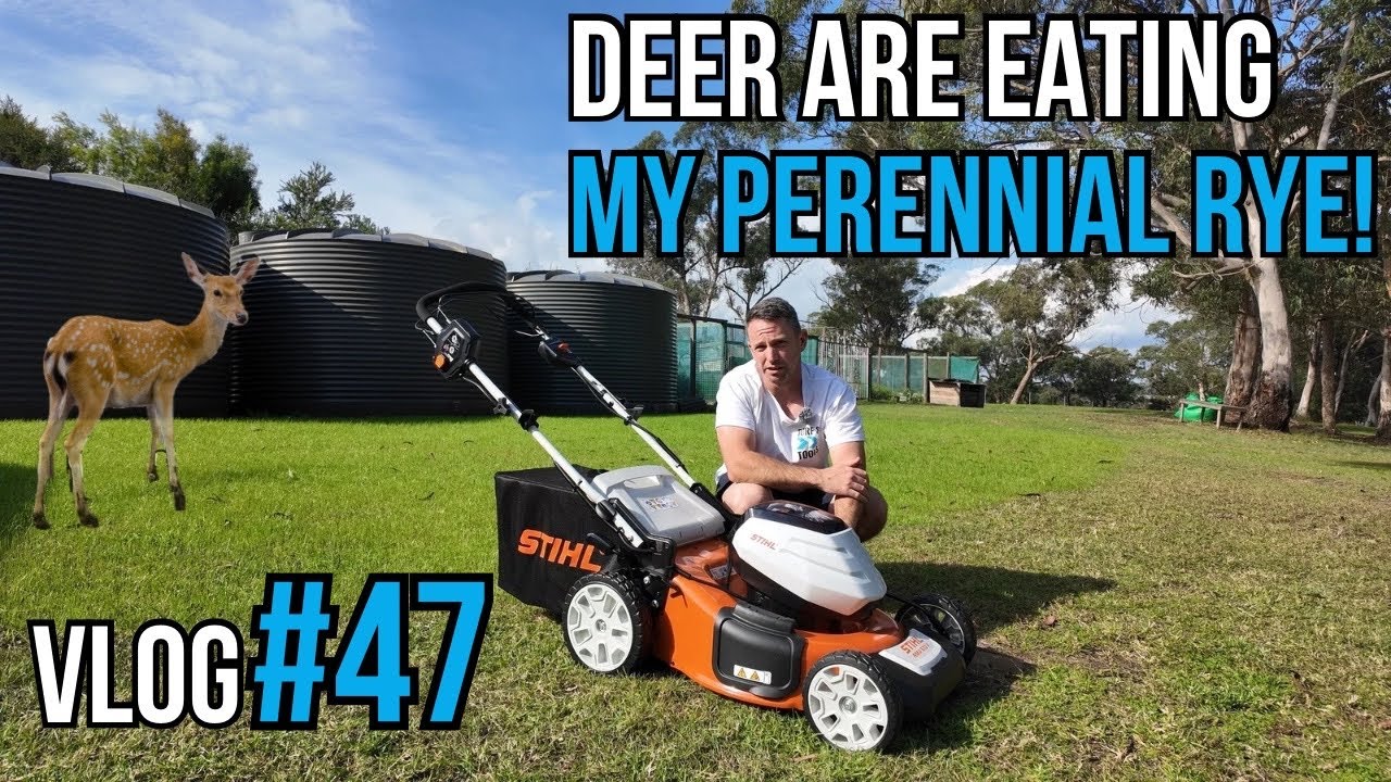 First Cut of My Perennial Rye with the Stihl RMA510V Battery Mower VLOG #47