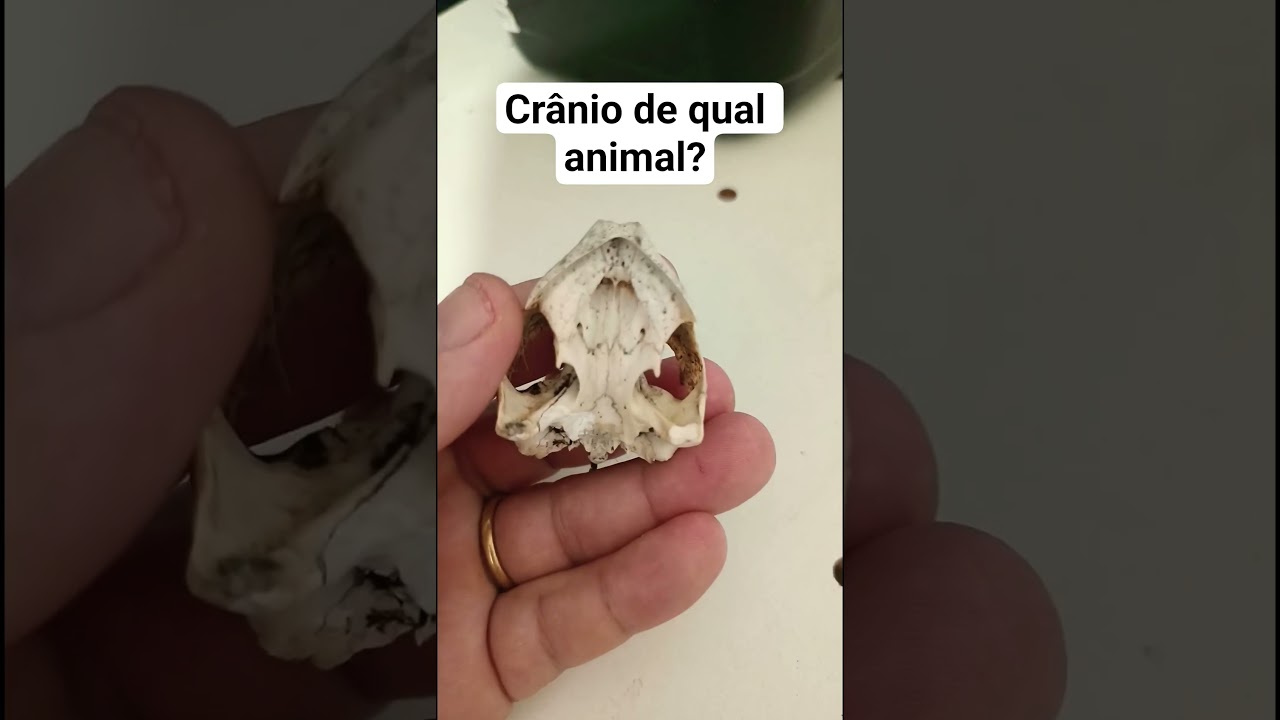 de qual animal? 