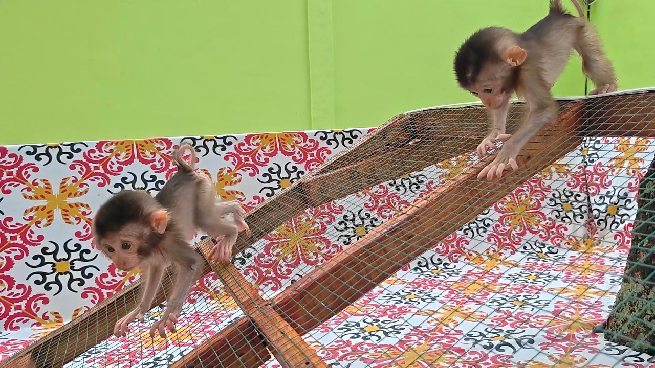 Baby monkeys Missy and Monty are really enjoying playing in this new mini climbing park.