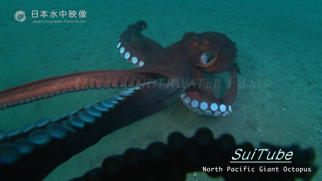 カメラを襲うもっと怖いミズダコ　Scary North Pacific Giant Octopus again!(Underwater video). suitube7!