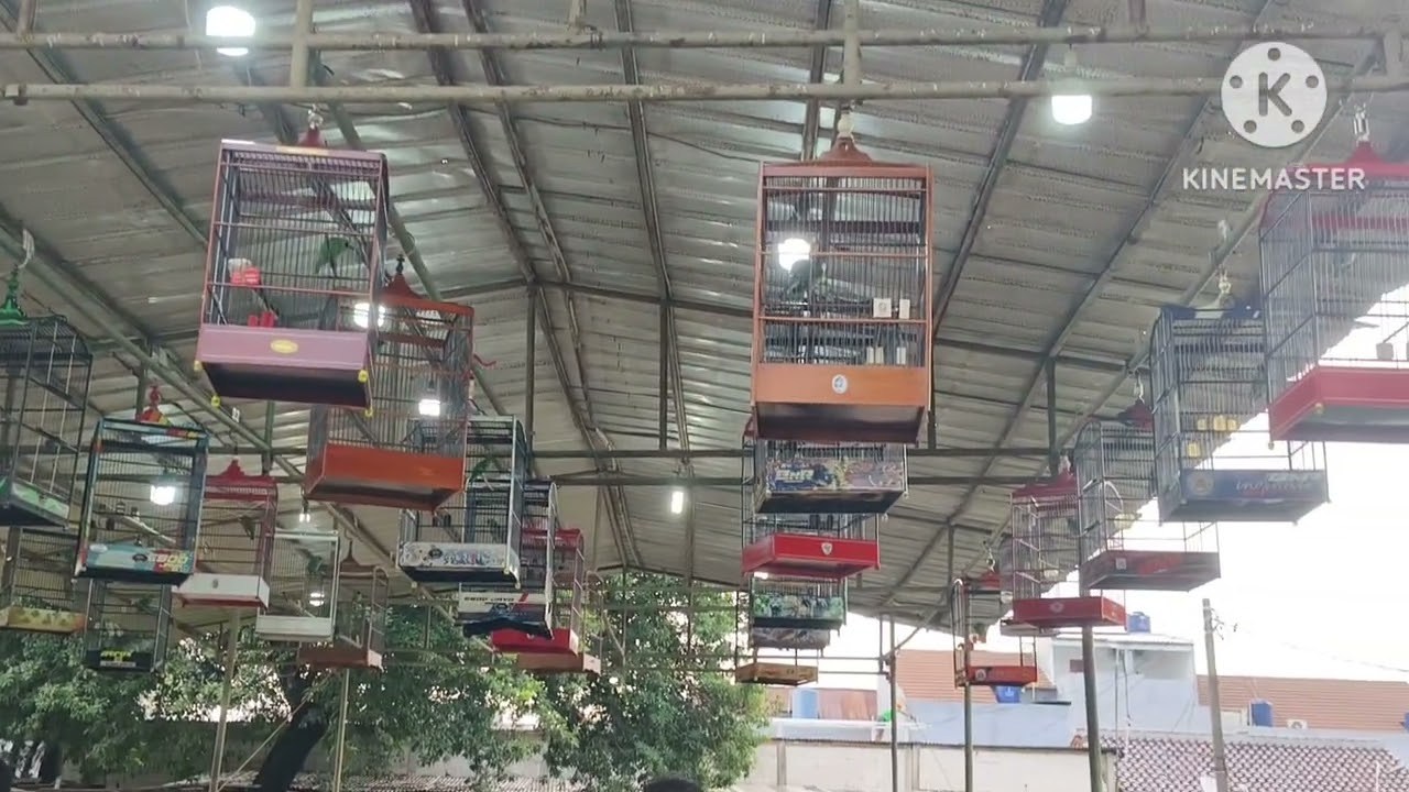 Gantang burung cak ijo new mahoy enterprise bintara raya#kicaumania #gantanganburung 