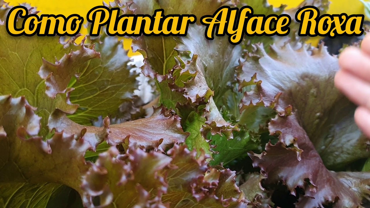 Aprenda a Plantar Alface Roxa em Casa 👨‍🌾🌱🏡 [Como Plantar Alface]