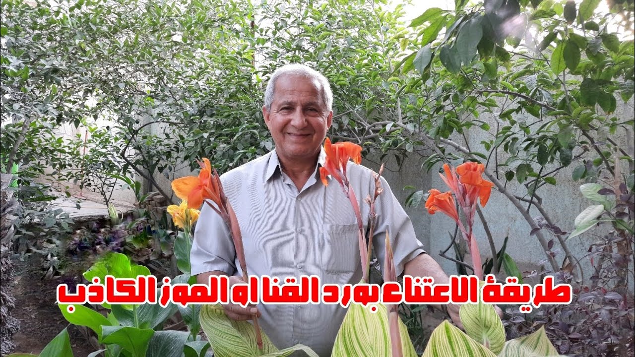 طريقة الاعتناء بورد القنا او الكنا Canna او الموز الكاذب او فحل الموز