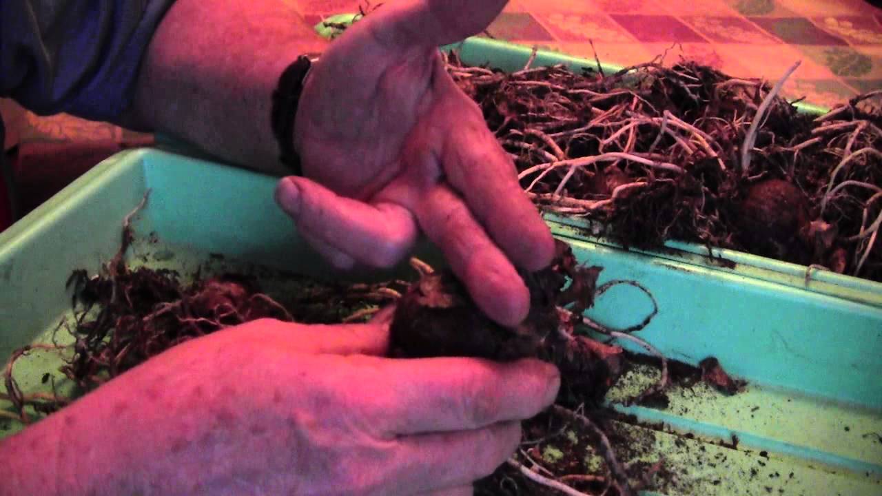 AMARYLLIS - TIPS ON BULB CARE AND STORAGE - READ DESCRIPTION