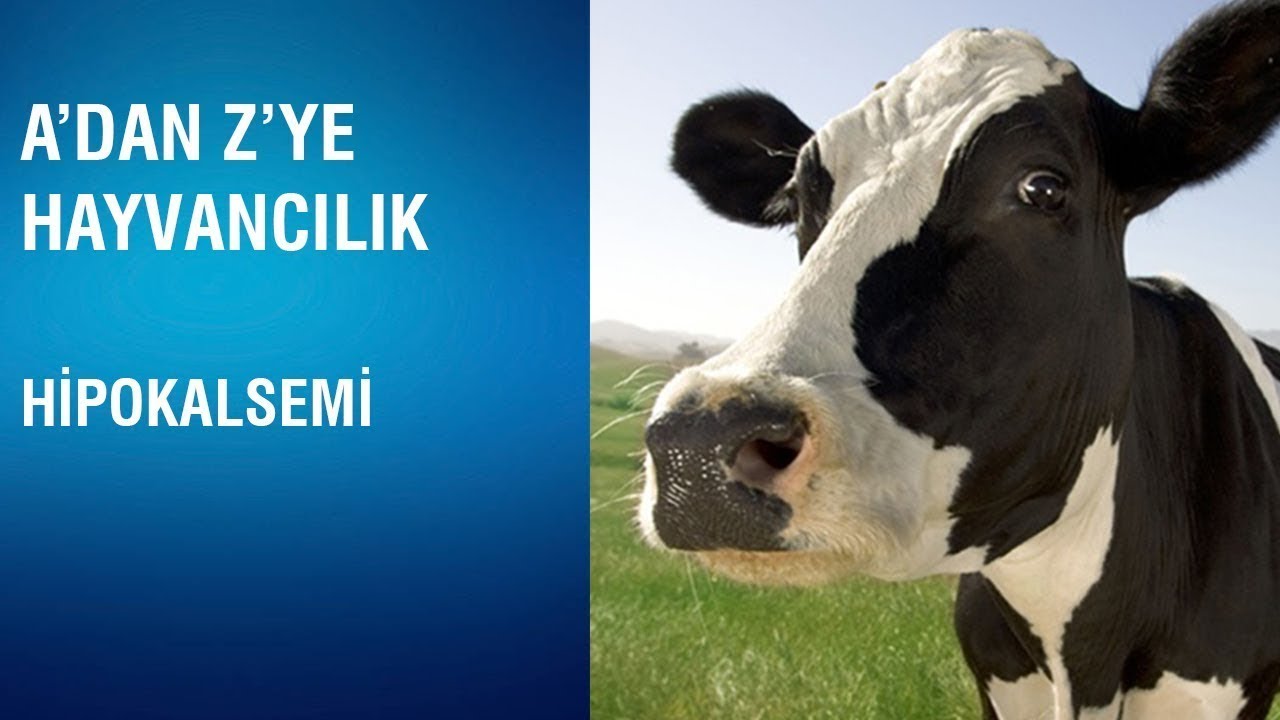 A'dan Z'ye Hayvancılık - Hipokalsemi (İneklerde S&uuml;t Humması )