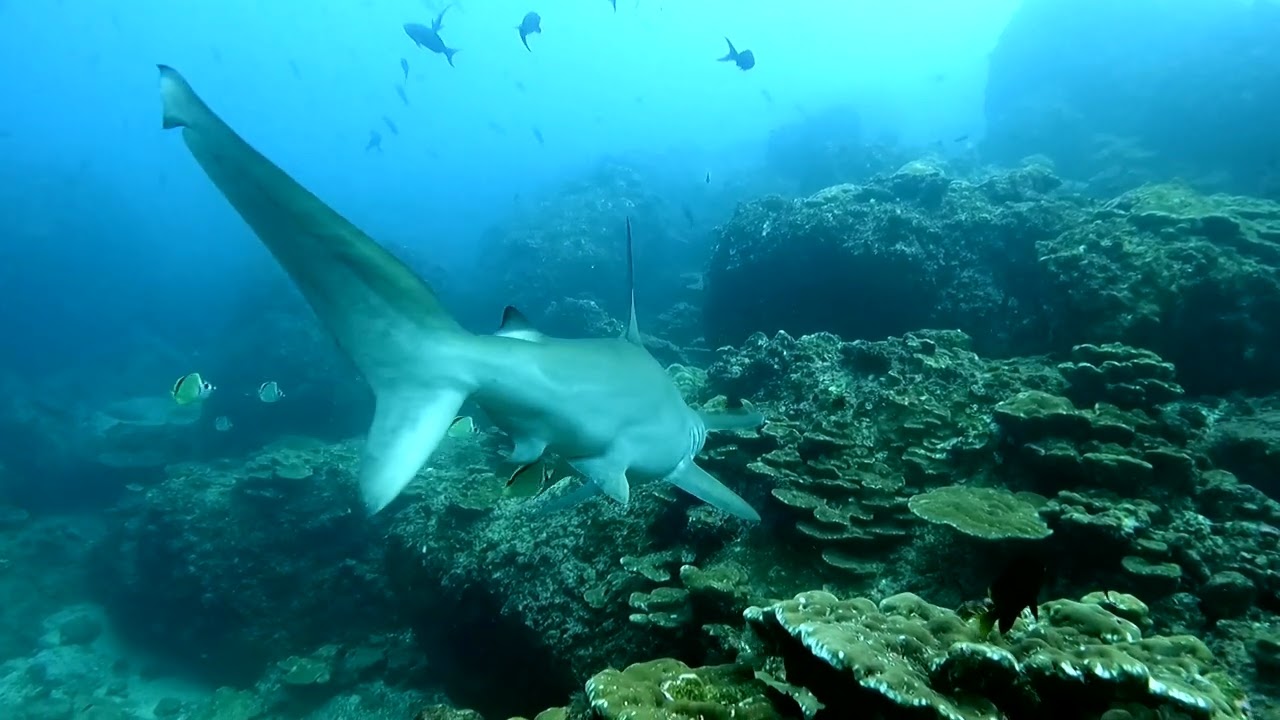 Classic Hammerhead Cleaning Station Behavior