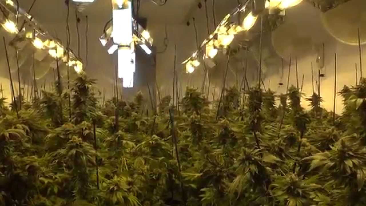 BROWNDIRTWARRIOR gets stung for BIG, HUGE MARIJUANA BUDS and hundreds of marijuana plants