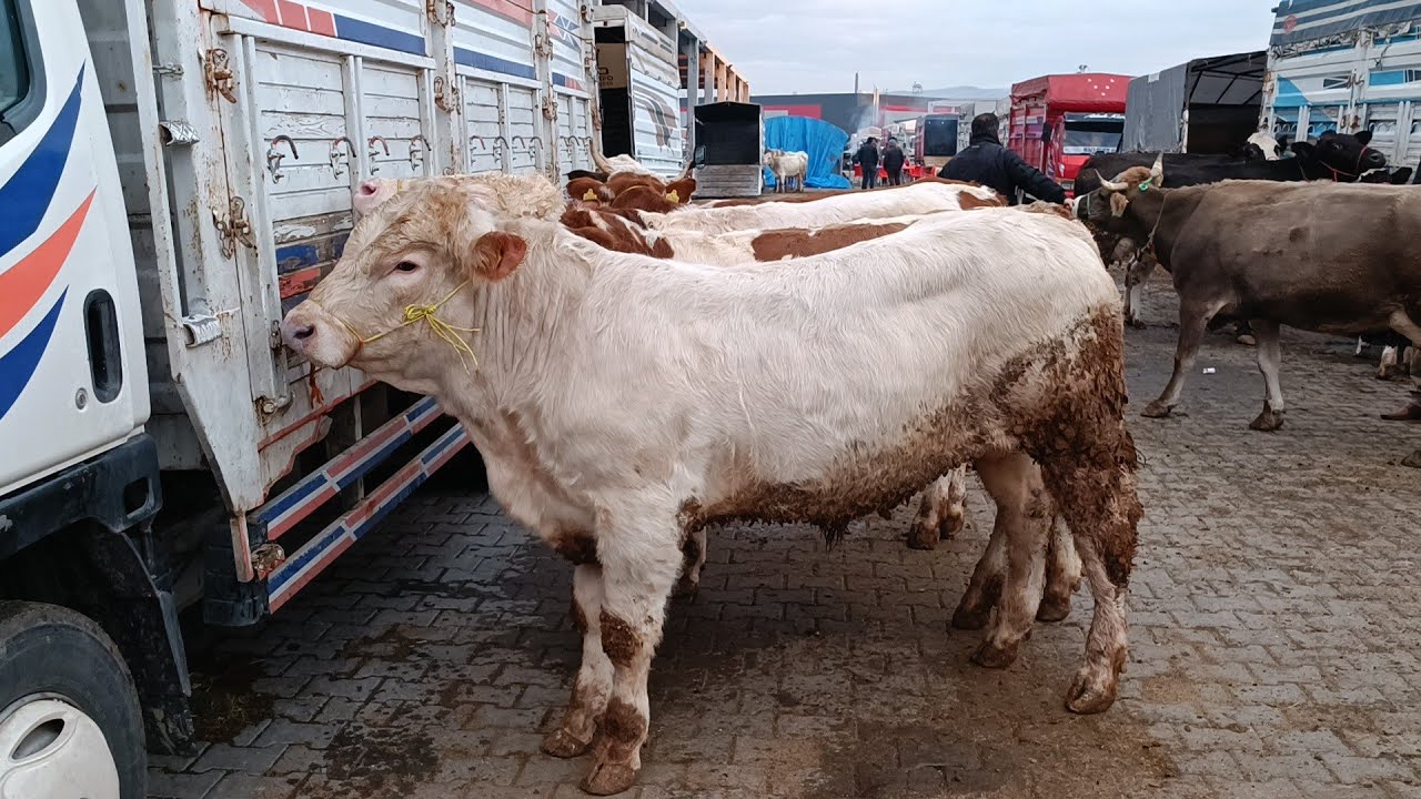 21 KASIM 2023 KIRIKKALE HAYVAN PAZARI GÜNCEL FİYATLAR