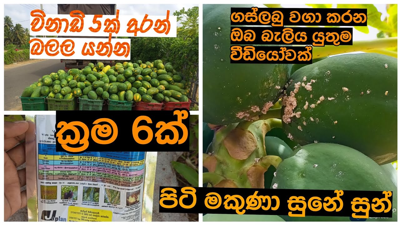 පිටි මකුණට තිත🍐🤫 #papayamealybug #mealybugs #mealybugcontrol #පිටි මකුණා මර්ධනය