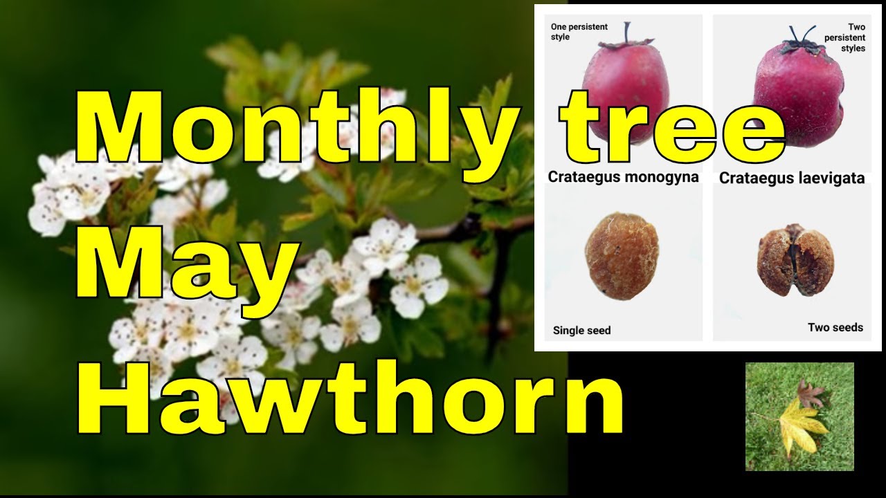 Tree Of The Month: MAY - Hawthorn or Mayblossom. what else!