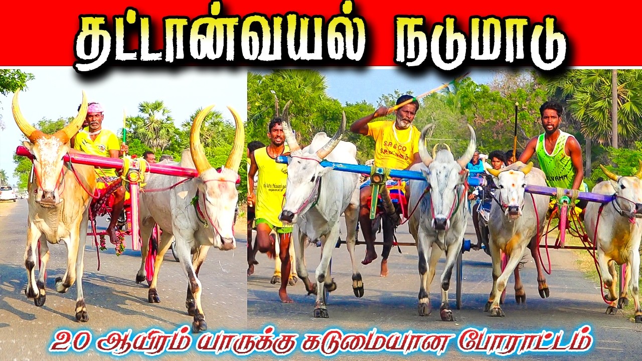 தட்டான்வயல் நடுமாடு 02/03/2026 #krish_studio_kattumavadi