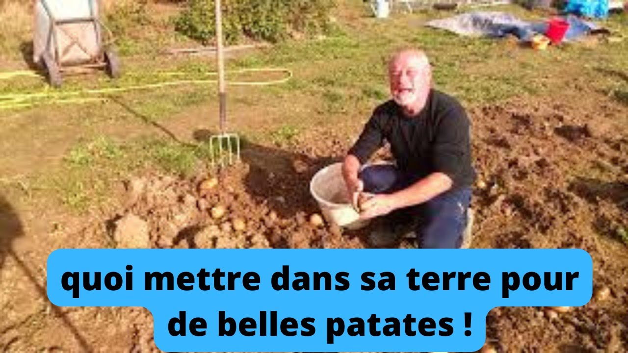 Réussir ses pommes de terre au jardin
