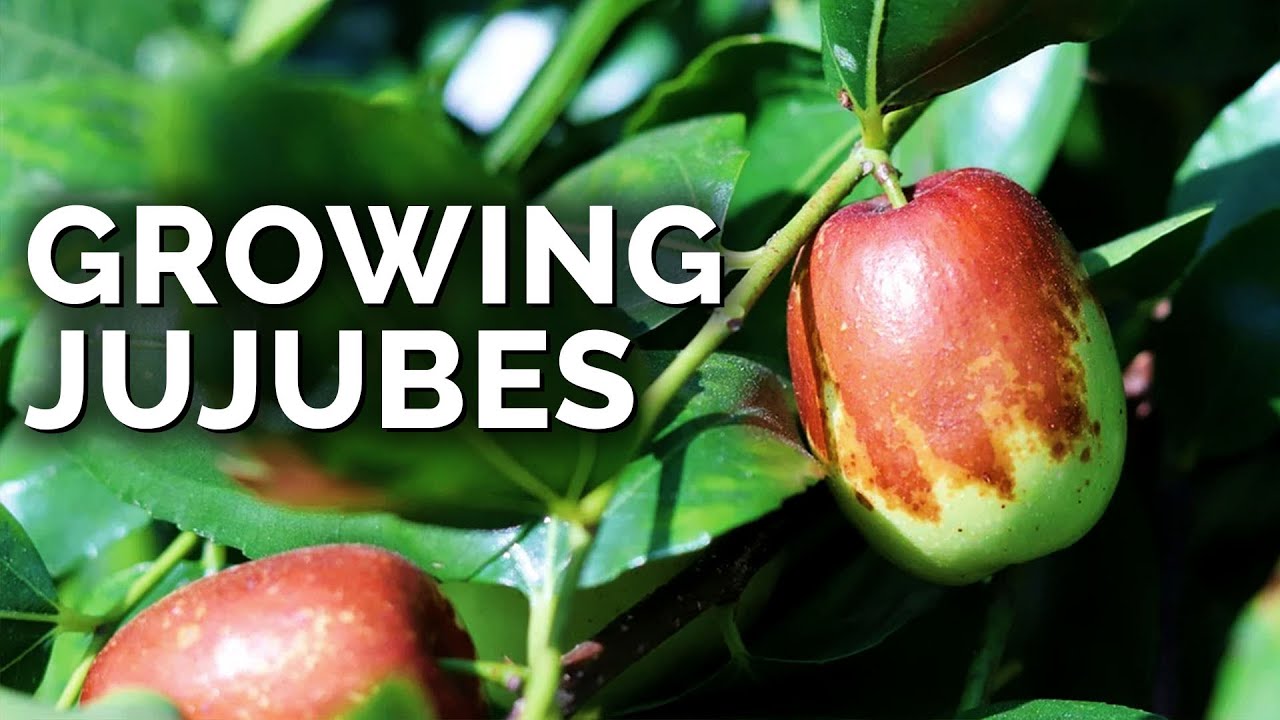 Growing Jujubes: The 