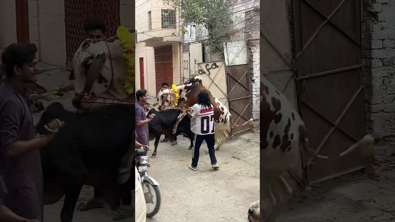 Qurbani 2025❤️ya kya ho raha h😂😂🫣 #cow #love #foryou #bull #animals #ytshorts #qurbani #cowvideos