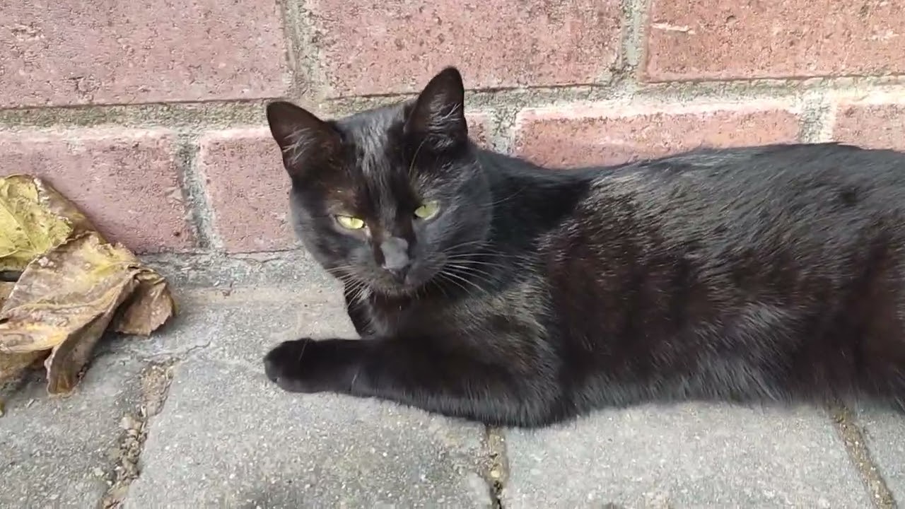 Following a Cat on a Calm Park Walk