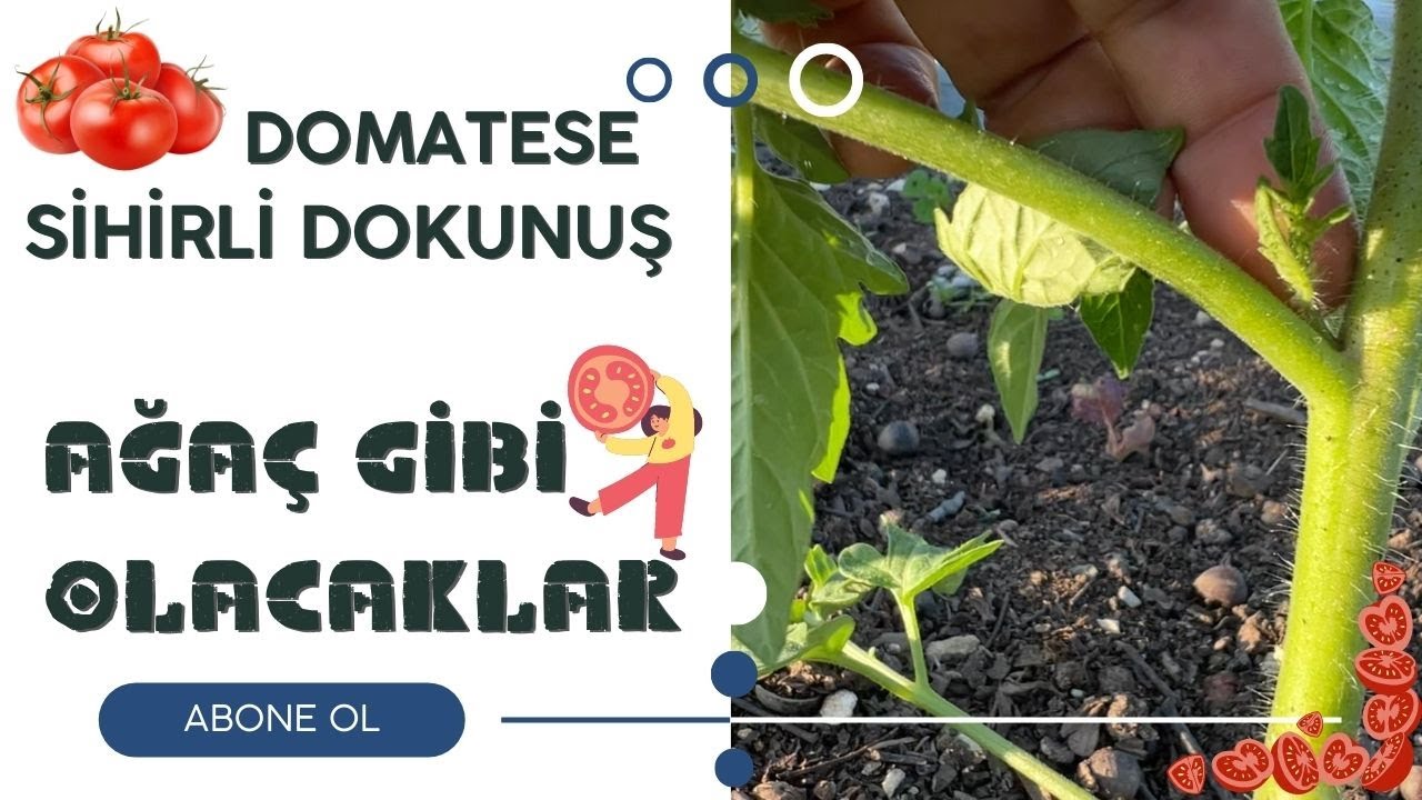 DOMATESE SİHİRLİ DOKUNUŞ / AĞAÇ GİBİ OLACAKLAR / Talha Uğurluel