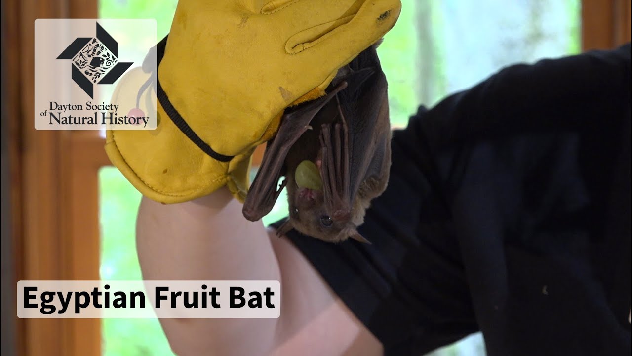 Animal Ambassador - Egyptian Fruit Bat