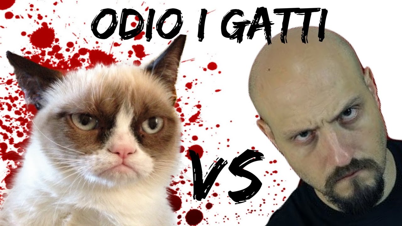 Synergo E Le Sue Avventure Con i Gatti! |FuoriDiTesta