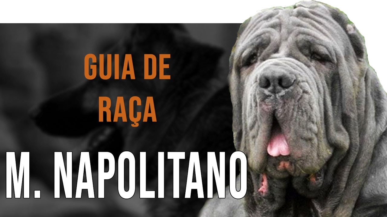 MASTIM NAPOLITANO - Tudo sobre a raça