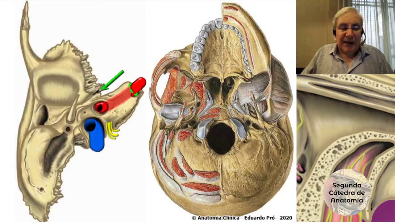 (2020) N8 | Oído | Profesor Eduardo A. Pró | Anatomía 2 | FMed UBA