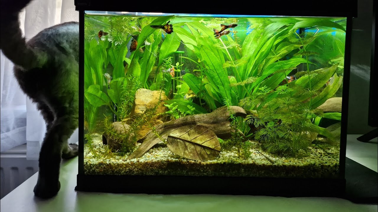 Tetra starter Line 30#Co Slychać w 30L#Akwarium #Hobby#Akwatystyka#