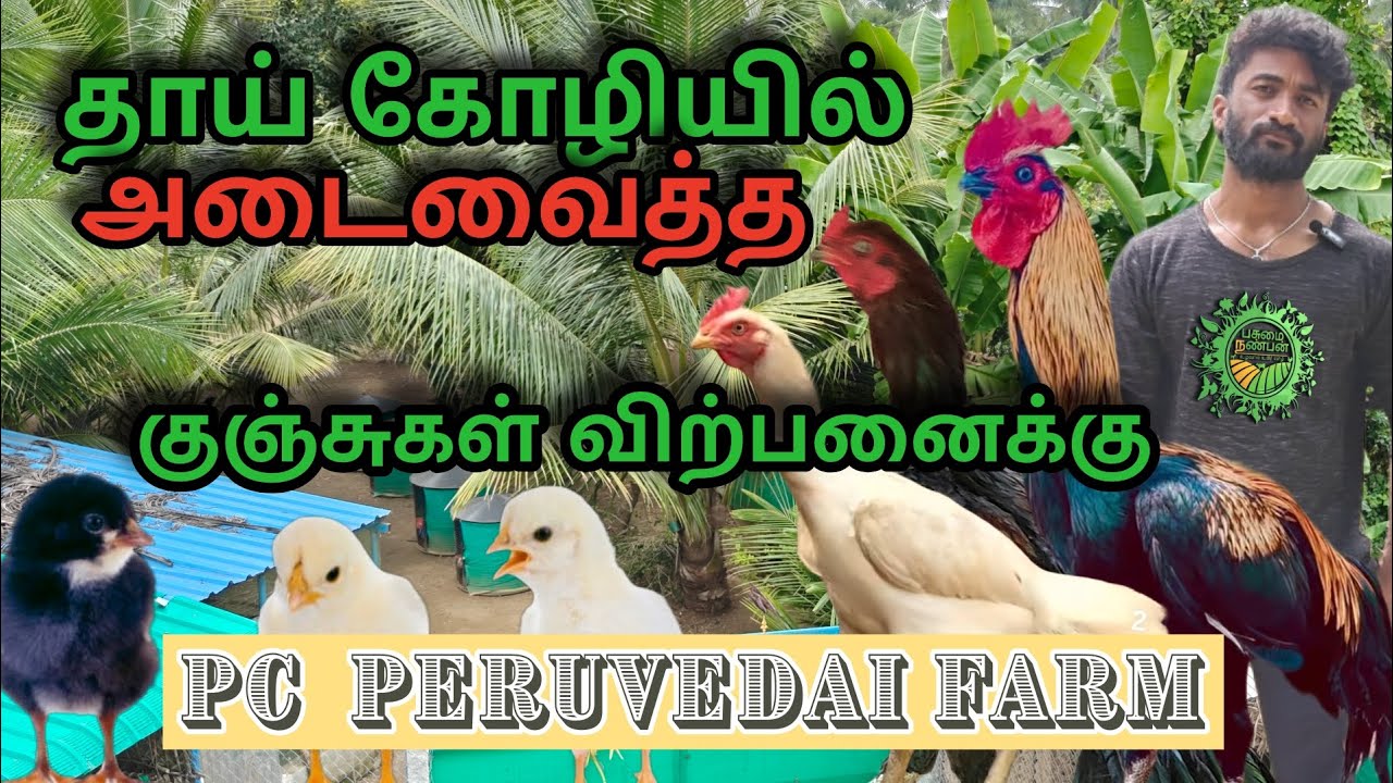 பெருவிடை கோழியில்  அடைவைத்த குஞ்சுகள் விற்பனைக்கு |PC PERUVEDAI FARM|பசுமை நண்பன் 