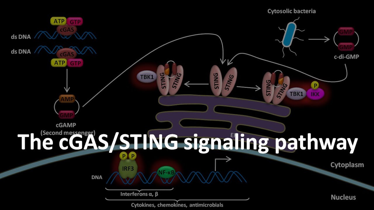 cGAS STING signaling pathway