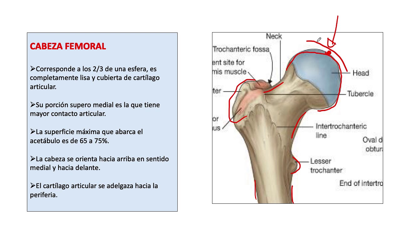 Biomecánica y función de la cadera