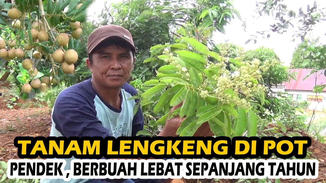 Begini Cara Menanam Kelengkeng di POT Pendek Cepat  & Rajin Berbuah Sepanjang Tahun