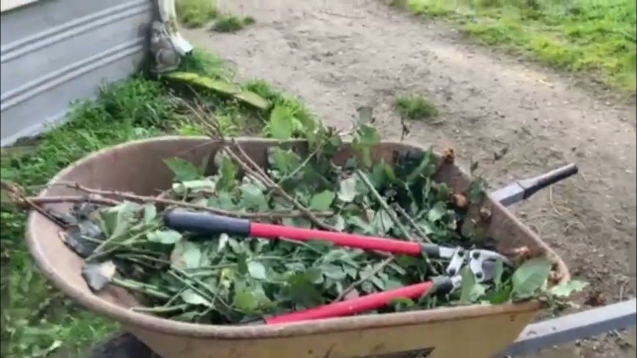 Pruning our bushes and fruit tree....it's that time! Come and see how we did!