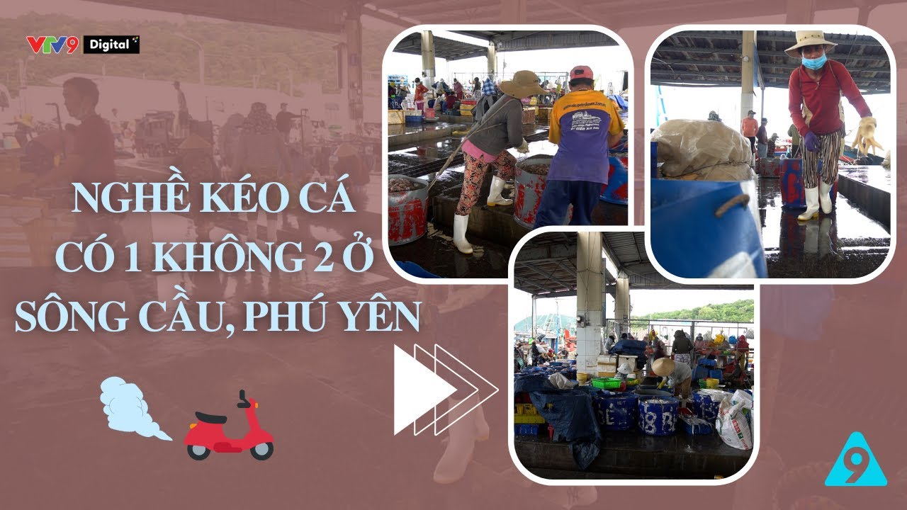 Nghề kéo cá có 1-0-2 ở TX. Sông Cầu, Phú Yên