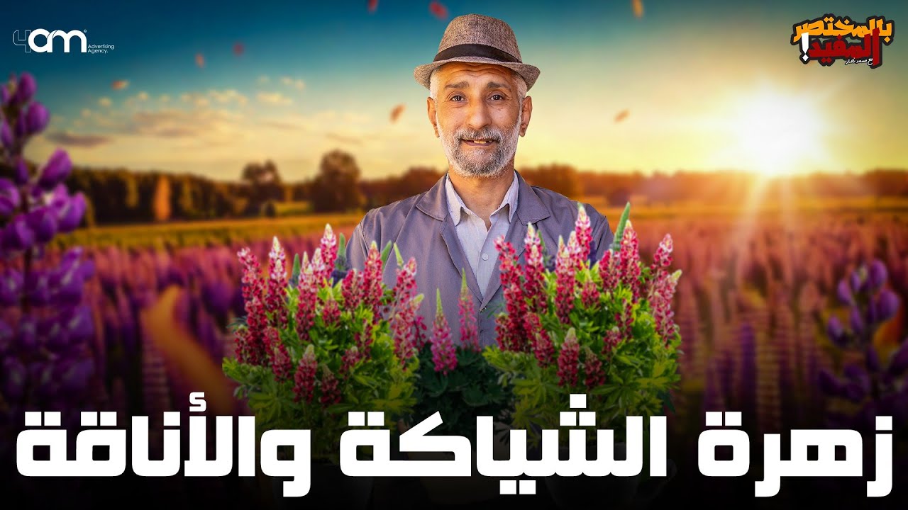 زرعة الشياكة والأناقة في الشتاء : ( الترمس ) زراعته وفوائده