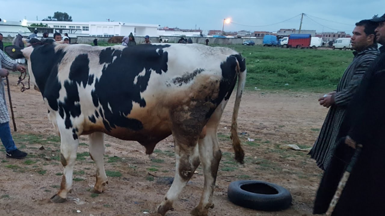 صباح الخير والبركة من سوق الحد بمدينة القصر الكبير كمثل سوق الحد ولاد فرج دكالة شاهد العجل ثور