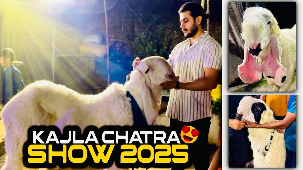 Biggest kajla chatra of Pakistan 😍 | Kajla chatra show 2025
